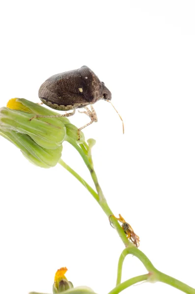 Bug rovar pajzs — Stock Fotó