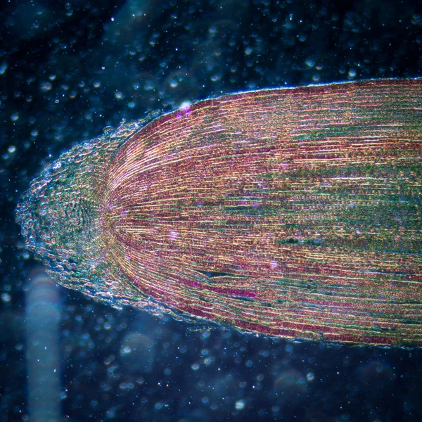 Célula de tecido de ponta de raiz de planta micrográfica — Fotografia de Stock