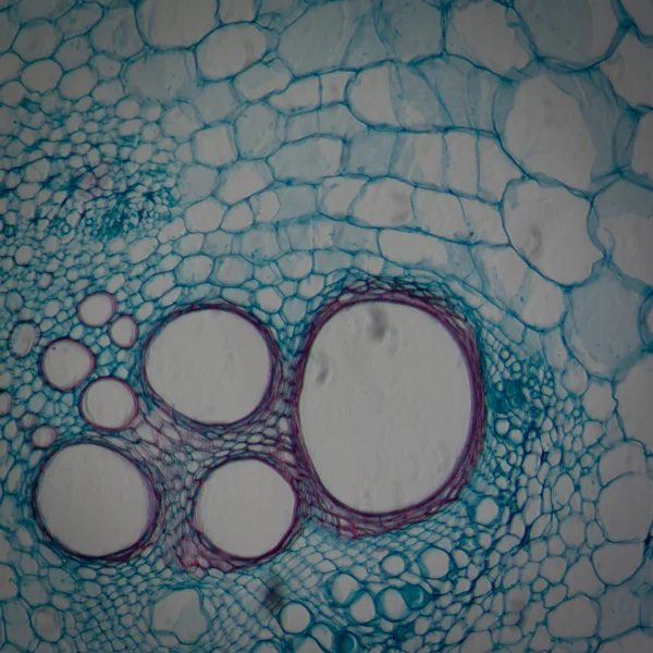 Microscopia de tecido vegetal microscopia, haste da abóbora — Fotografia de Stock