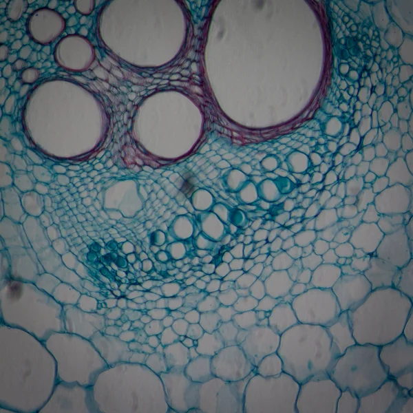 Microscopy micrograph plant tissue, stem of pumpkin Stock Photo by