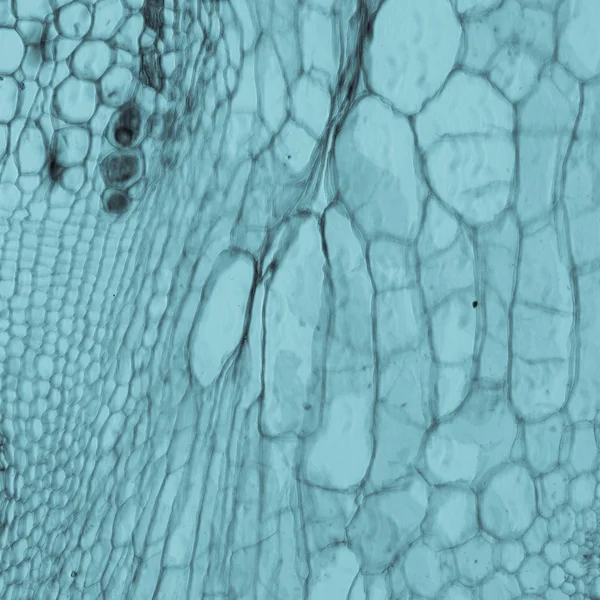 Microscopie opname plant weefsel, stam van pompoen — Stockfoto