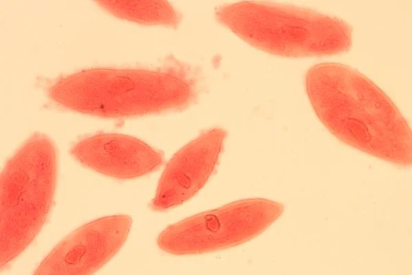 Djur Konjugation av paramecium caudatum — Stockfoto