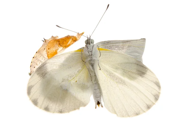 Insect small white butterfly emergence — Stock Photo, Image