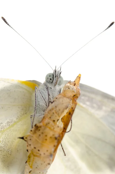 Insecto pequeño blanco mariposa emergencia — Foto de Stock