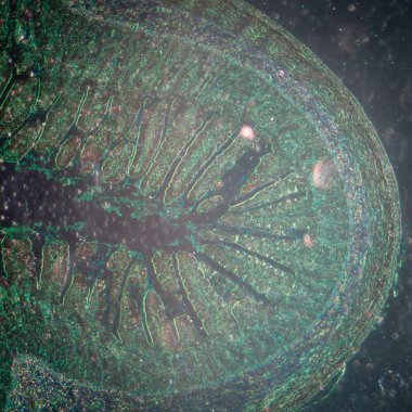 İnce bağırsak tenüs dokusunun mikrografı