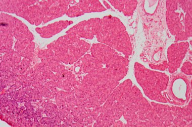 İnce bağırsak tenüs dokusunun mikrografı