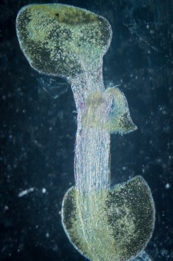 bitki arabidopsis thaliana kök dokusu mikro