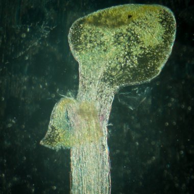 bitki arabidopsis thaliana kök dokusu mikro