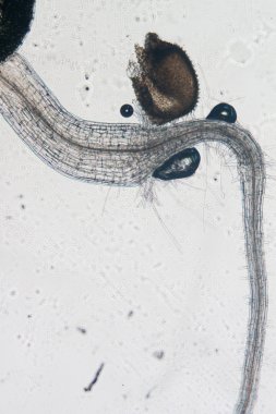 bitki arabidopsis thaliana kök dokusu mikro