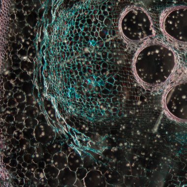 mikroskopi test bitki dokusu, kabak kök