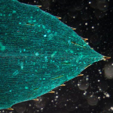 black alga leaf micro clipart