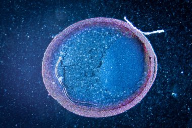 test bölünme sahne kurbağa yumurtası