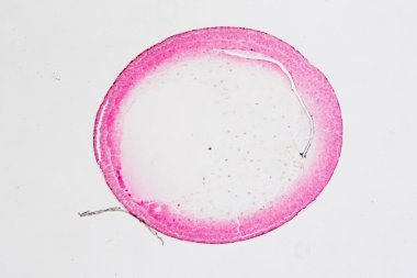 test bölünme sahne kurbağa yumurtası