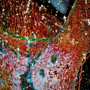 mikroskopi Mısır embriyo