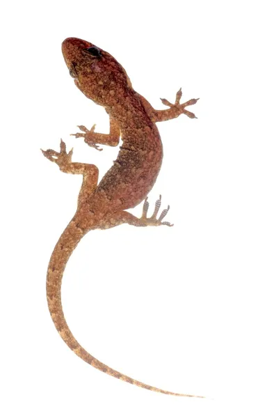 Китайский листопалый геккон — стоковое фото