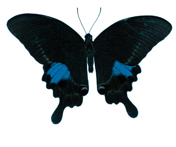 Butterfly — Stock Photo, Image