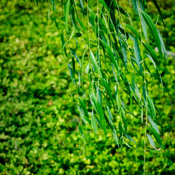 Willow leaf — Stock Photo, Image