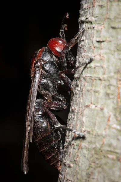 Vespa de vespas — Fotografia de Stock