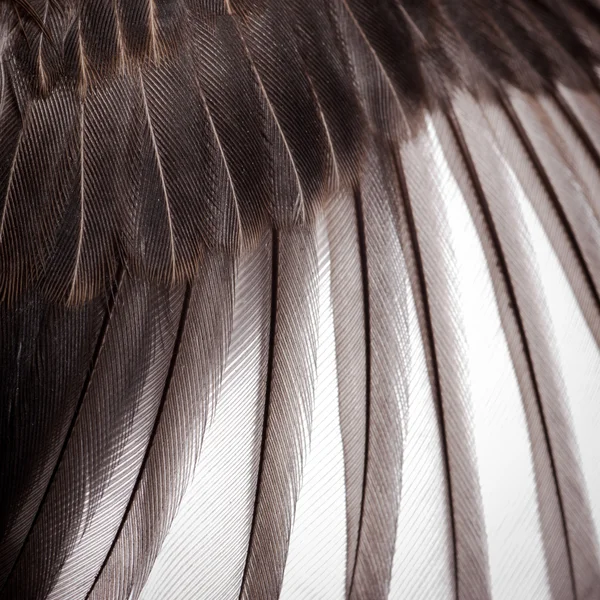 鳥の翼のテクスチャ — ストック写真
