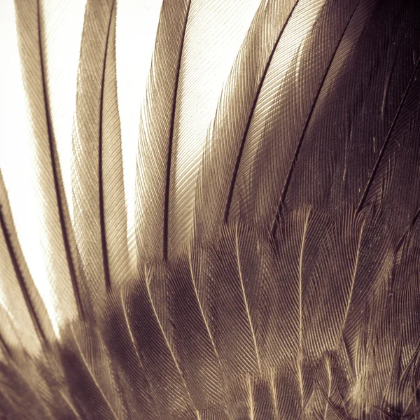 Texture des ailes d'oiseau — Photo