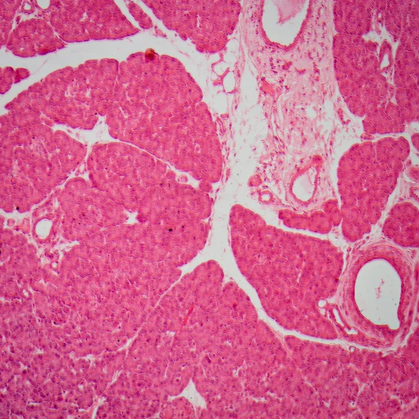 Micrografia de tecido de tenue do intestino delgado — Fotografia de Stock