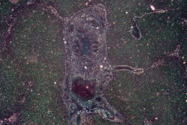 Мікрограф печінкової тканини — стокове фото