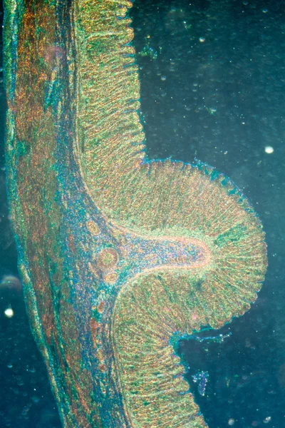 Micrografia do tecido estomacal — Fotografia de Stock