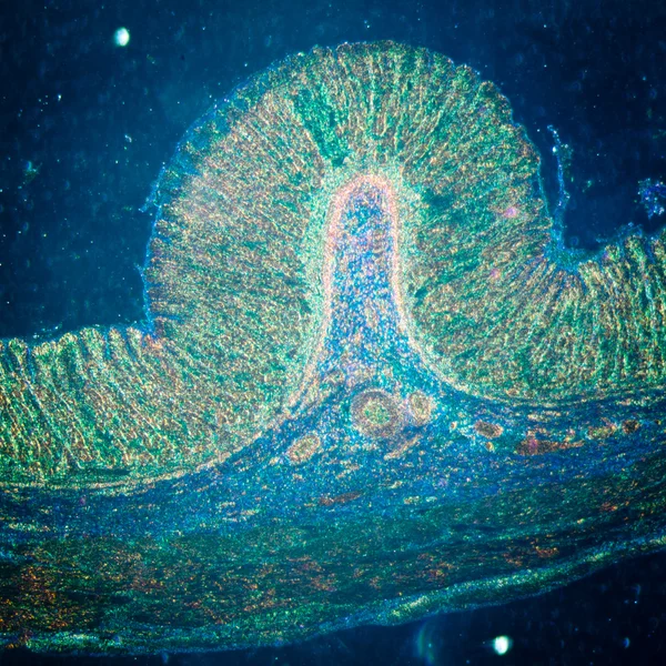 Mikrographie von Magengewebe — Stockfoto