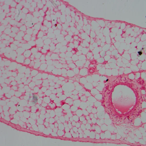 Микрограф кровеносных сосудов, артерий и вен — стоковое фото