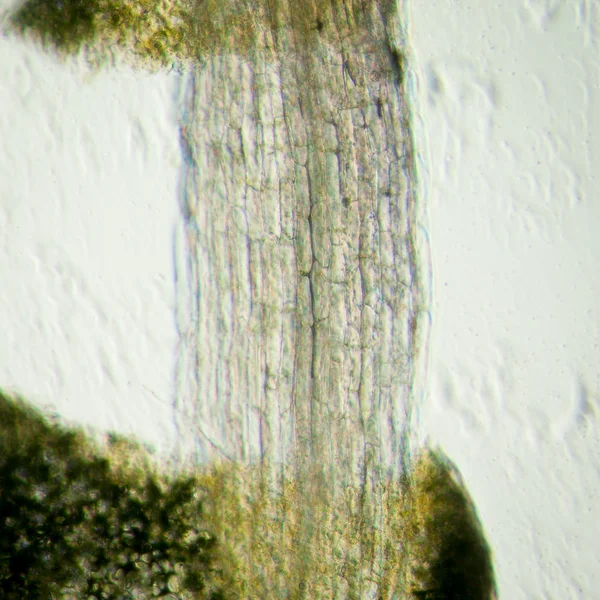 Planta arabidopsis thaliana tejido radicular micro — Foto de Stock