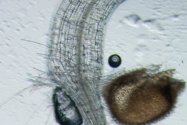 Växten arabidopsis thaliana root vävnad micro — Stockfoto
