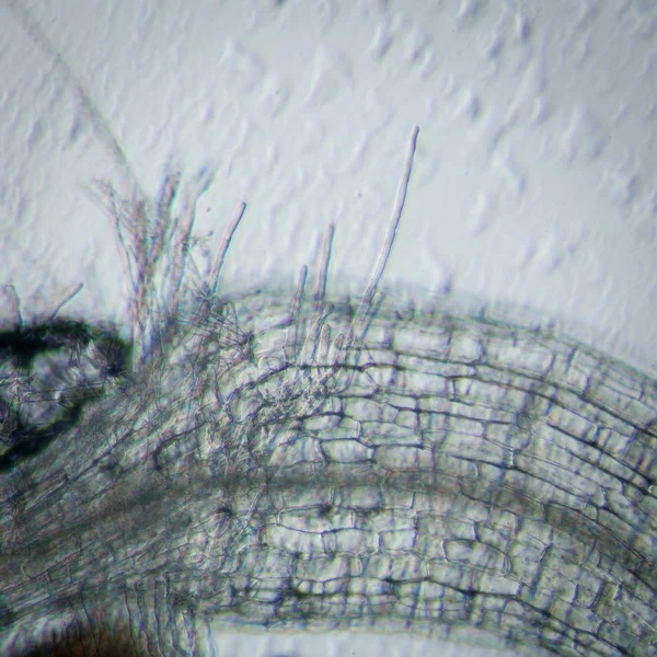 Plante arabidopsis thaliana tissu racinaire micro — Photo
