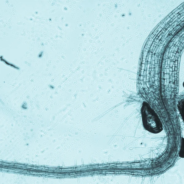 Rostlin arabidopsis thaliana kořenové tkáně micro — Stock fotografie