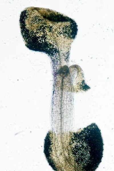 Planta arabidopsis thaliana tejido radicular micro —  Fotos de Stock