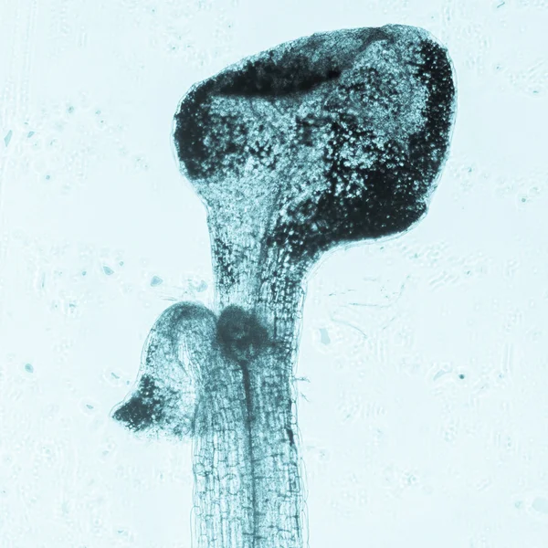 Planta arabidopsis thaliana tecido radicular micro — Fotografia de Stock