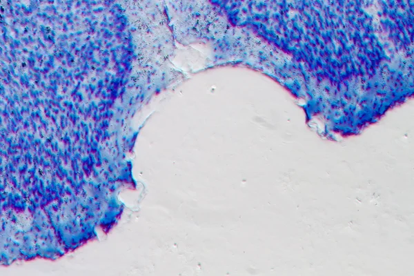 Microscopia de neurônios hipocampais cerebrais de ratos — Fotografia de Stock
