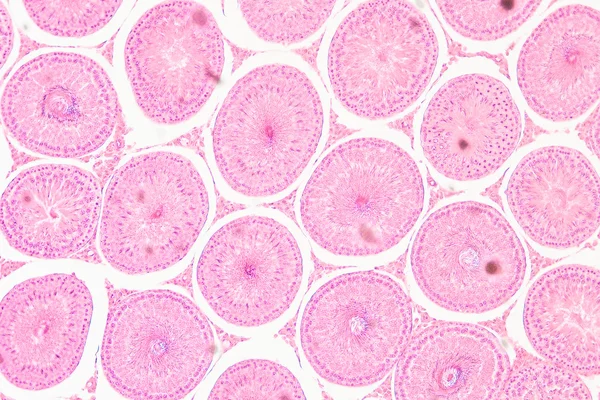 Sezione microscopica del tessuto Testis T.S — Foto Stock