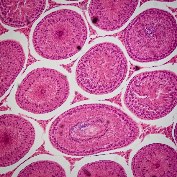 Sección microscópica del tejido de Testis T.S — Foto de Stock