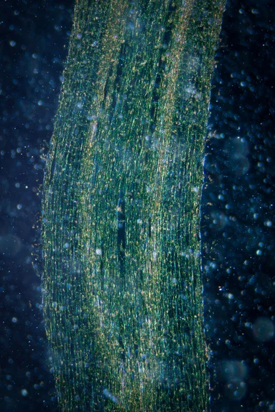 Célula de tecido de ponta de raiz de planta micrográfica — Fotografia de Stock