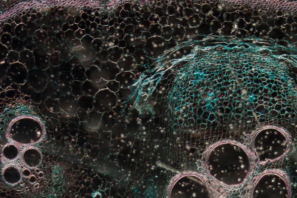Mikroskopi micrographen växtvävnad, stam av pumpa — Stockfoto