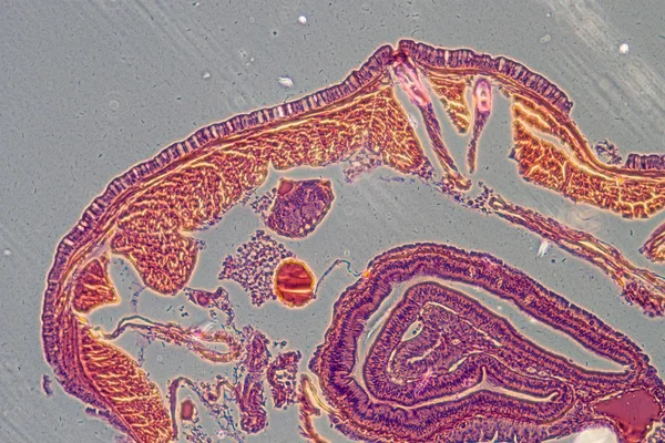 Micrographen daggmask kapning — Stockfoto