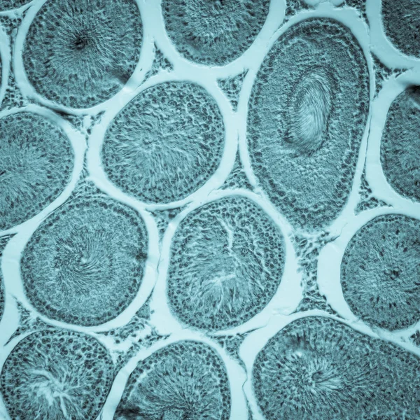 난소 조직에 계란 셀 oocyte — 스톡 사진