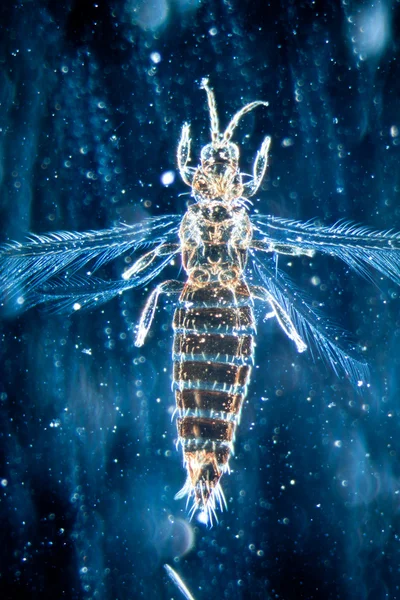 Insekter fra dyr – stockfoto