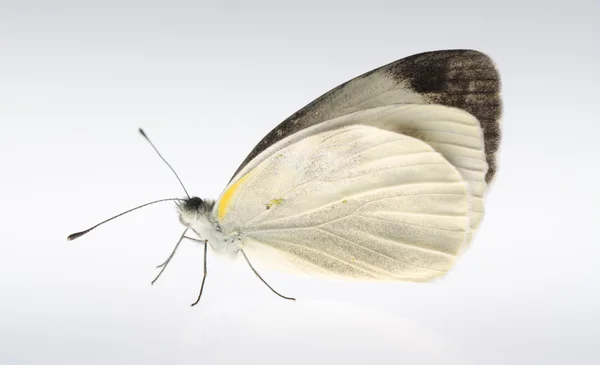 Borboleta branca pequena — Fotografia de Stock