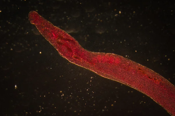 Parasiteras animales schistosome grietas de sangre — Foto de Stock