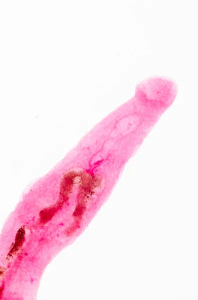 Parassitteri animali trematodi di sangue schistosoma — Foto Stock