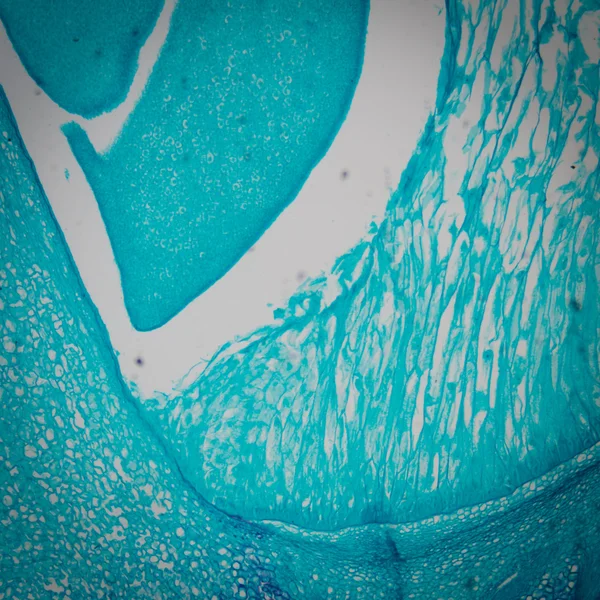 显微镜玉米胚芽 — 图库照片