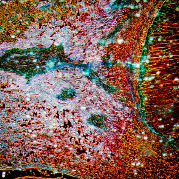 Microscopia de embrião de milho — Fotografia de Stock