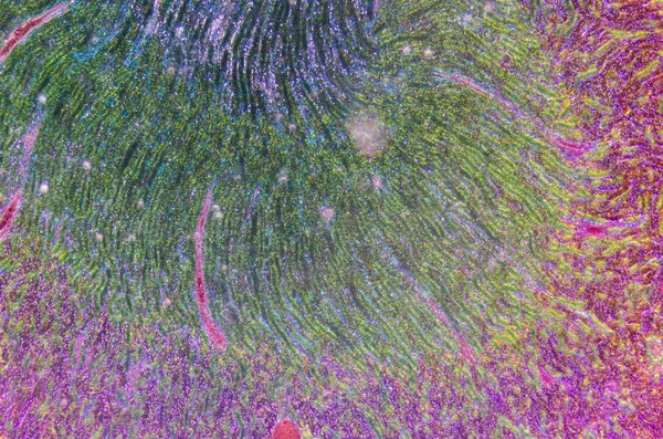 Mikroskopisk del av mänskliga njure vävnad — Stockfoto