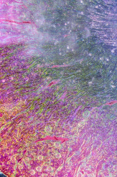 Insan böbrek doku mikroskobik bölümde — Stok fotoğraf